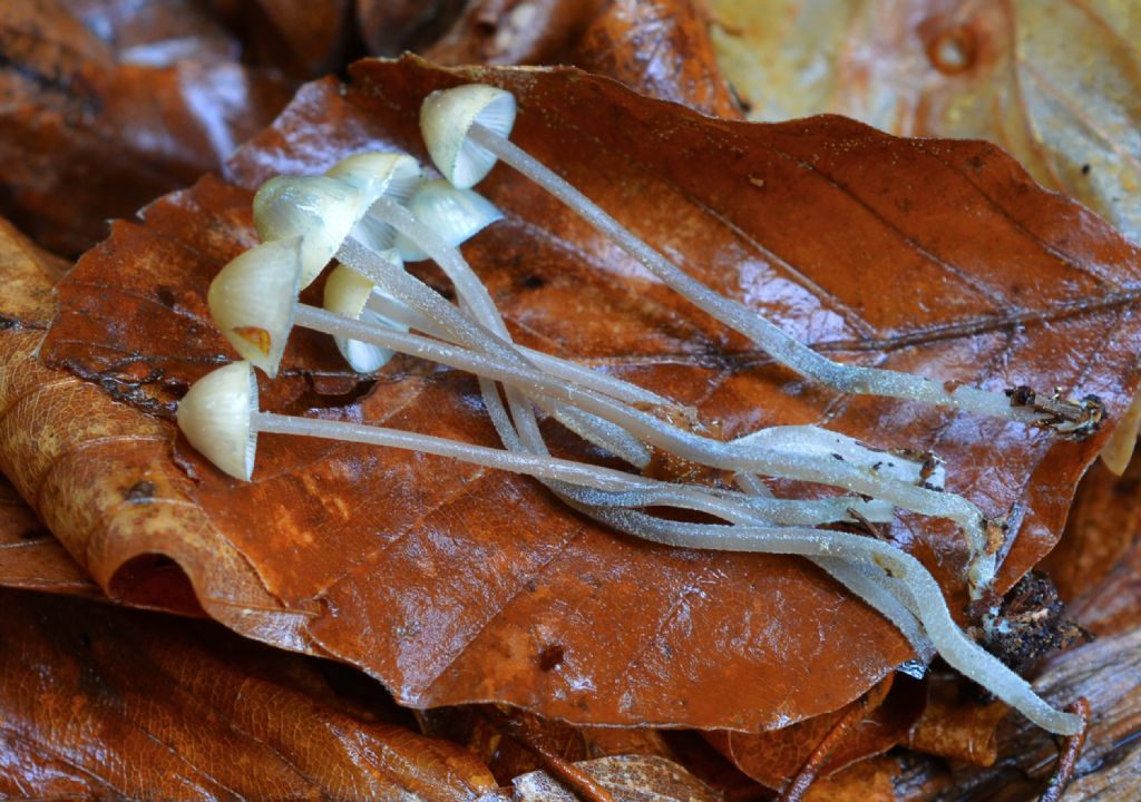 Mycena del 14/05/2018